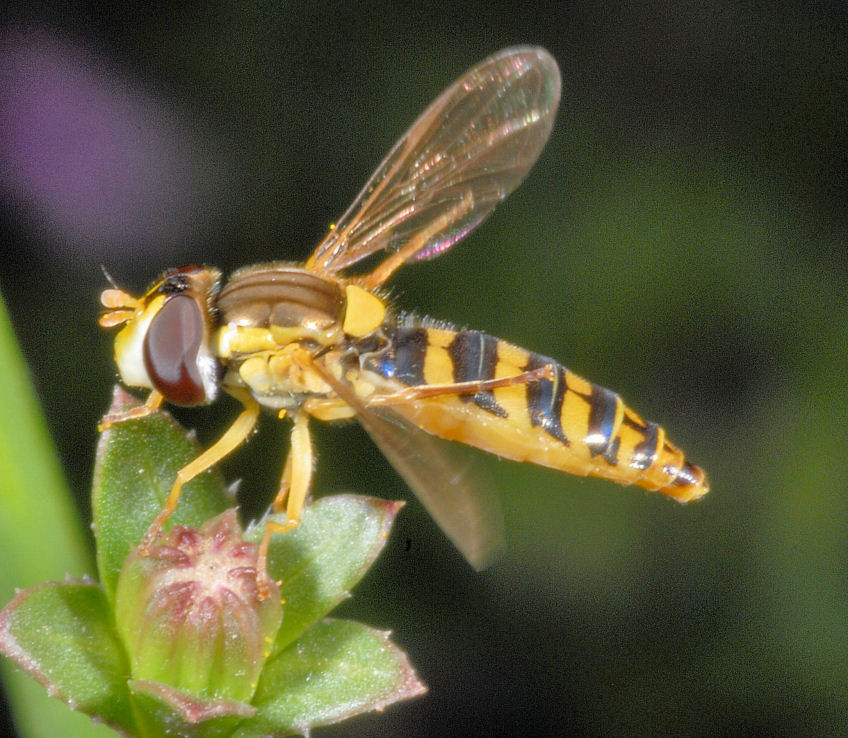 La toeletta
